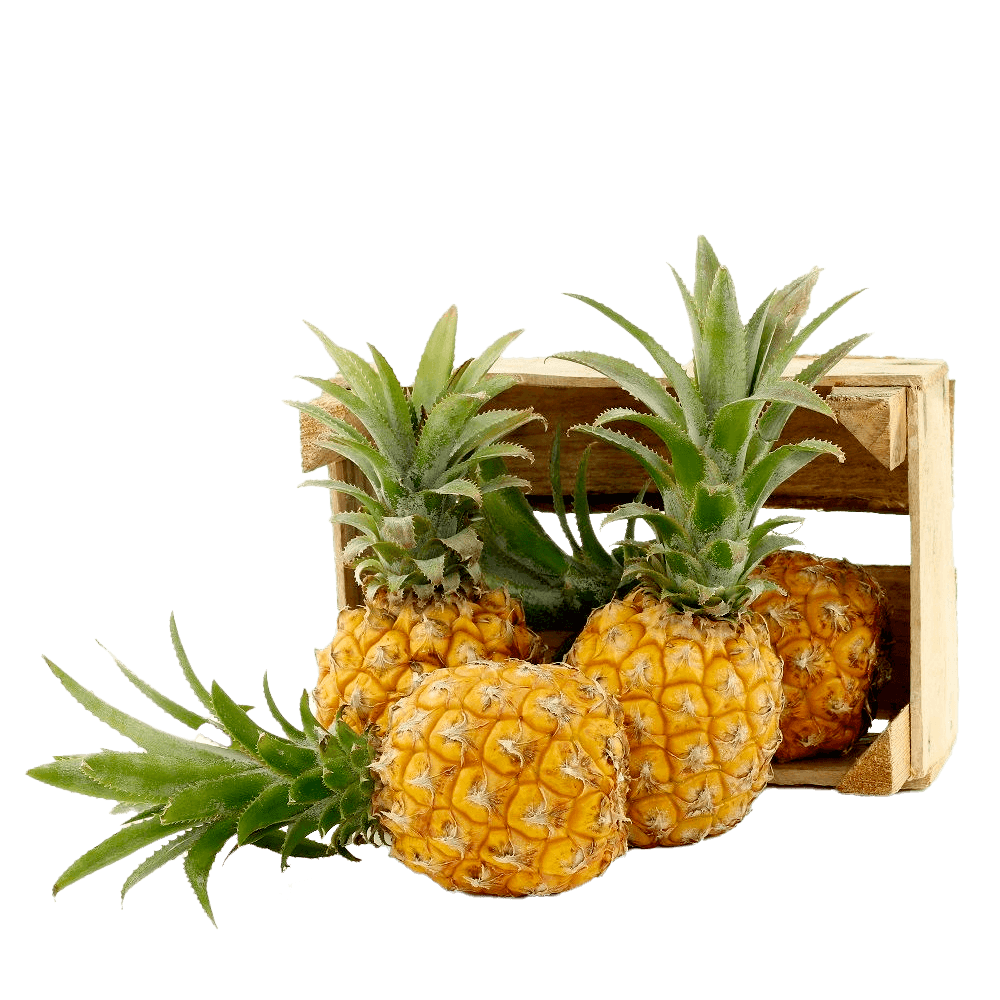 Baby Pineapple South Africa Wholesale