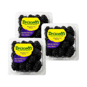 Fresh Blackberry Mexico 170g 3 pack