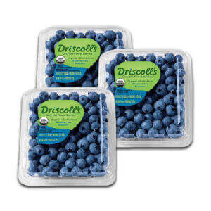 Fresh Blueberry Spain 170g 3 pack