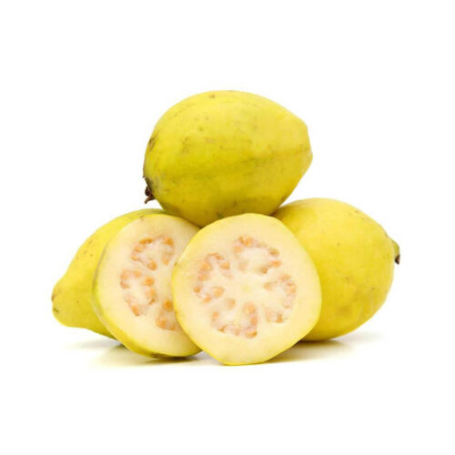 Fresh Guava Egypt Buy Fresh Guava Egypt Guava Egypt Online UAE Egyptian Fresh Guava Egypt Highest Quality Fresh Guava Fruits