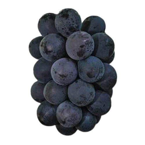 Grapes Black Kyoho China - Fresh Black Grapes - Martoo UAE