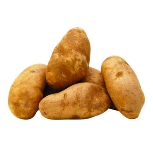 Russet Potato US