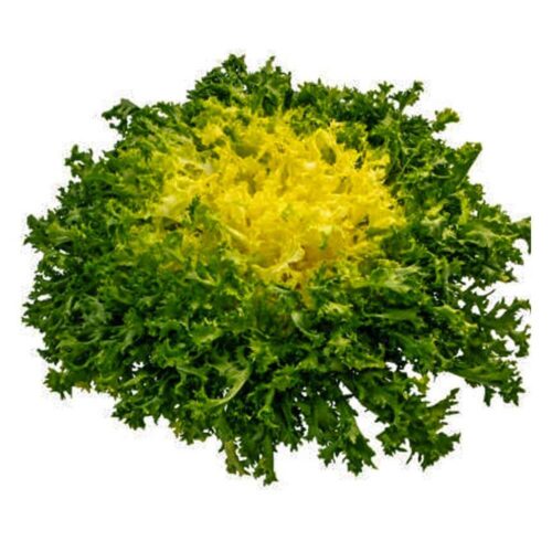 Yellow Lettuce Frisee Netherlands