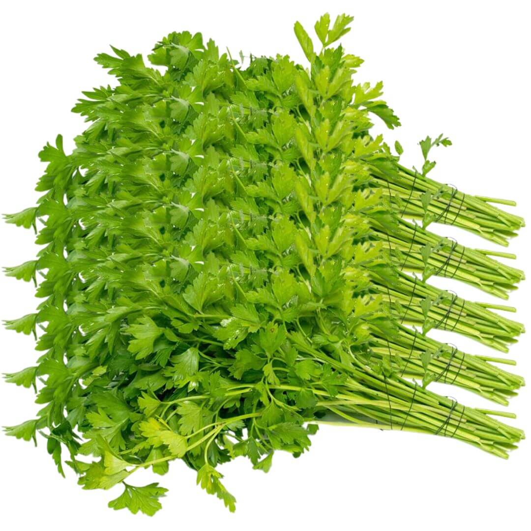 كزبرة الإمارات العربية المتحدة 5x100جم