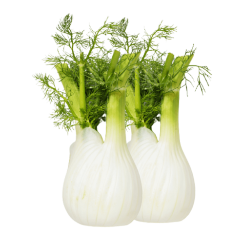 Fennel