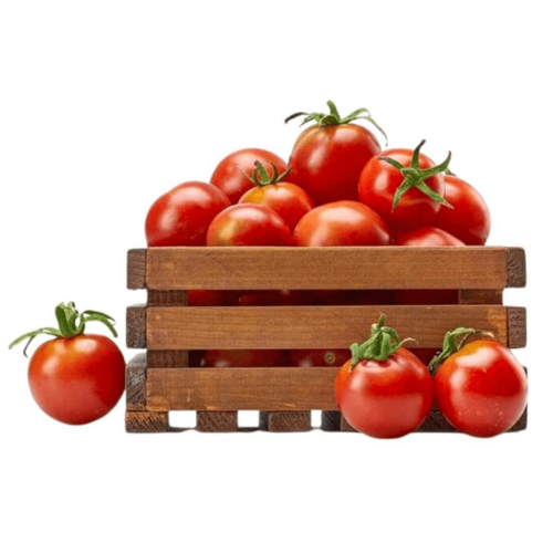 Greenhouse Tomatoes Iran