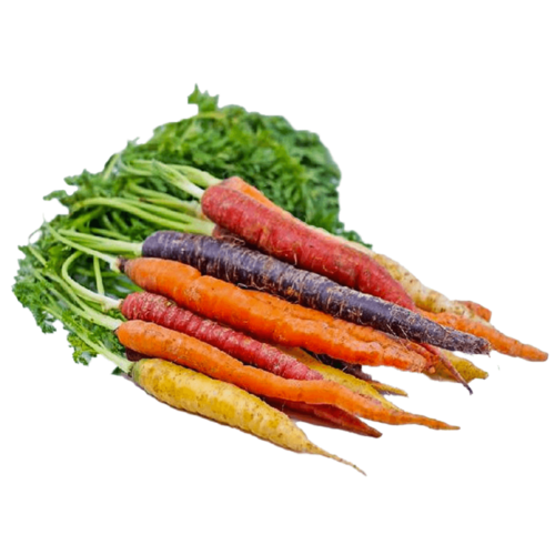 Mini Rainbow Carrot South Africa