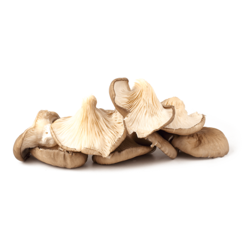 Oyster Mushroom