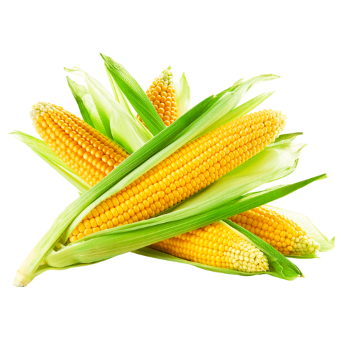 Sweet Corn